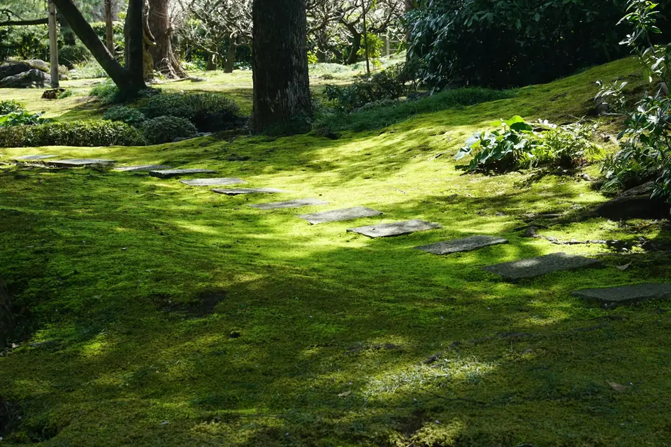 Sunlight falling on a moss garden with stepping stones