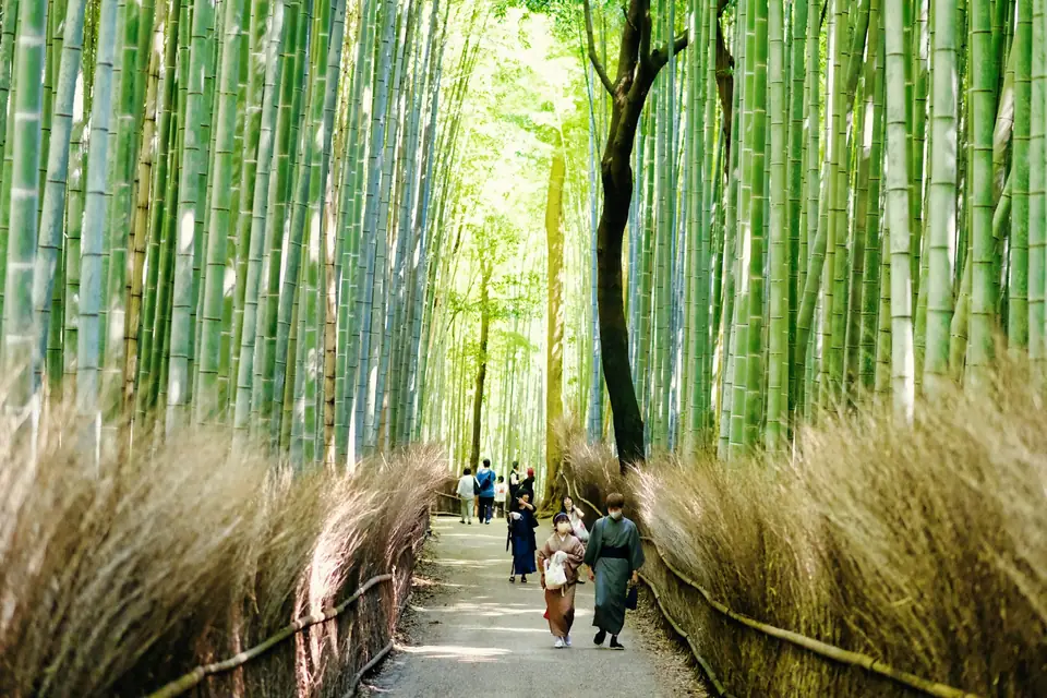 Travelers walking the Arashiyama bamboo grove in soft morning light