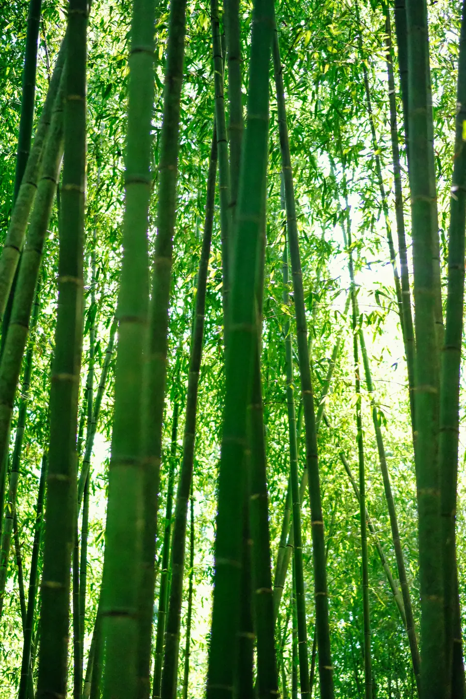 Tall green bamboo stalks reaching toward the sky