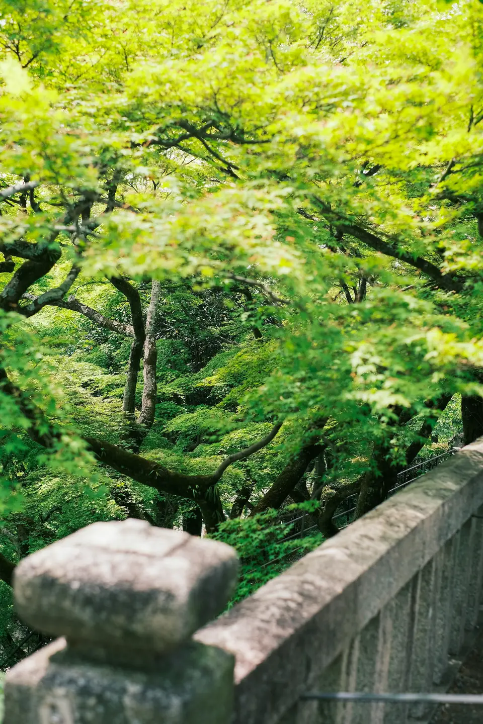 Sunlight filtering through green maple trees over a stone bridge