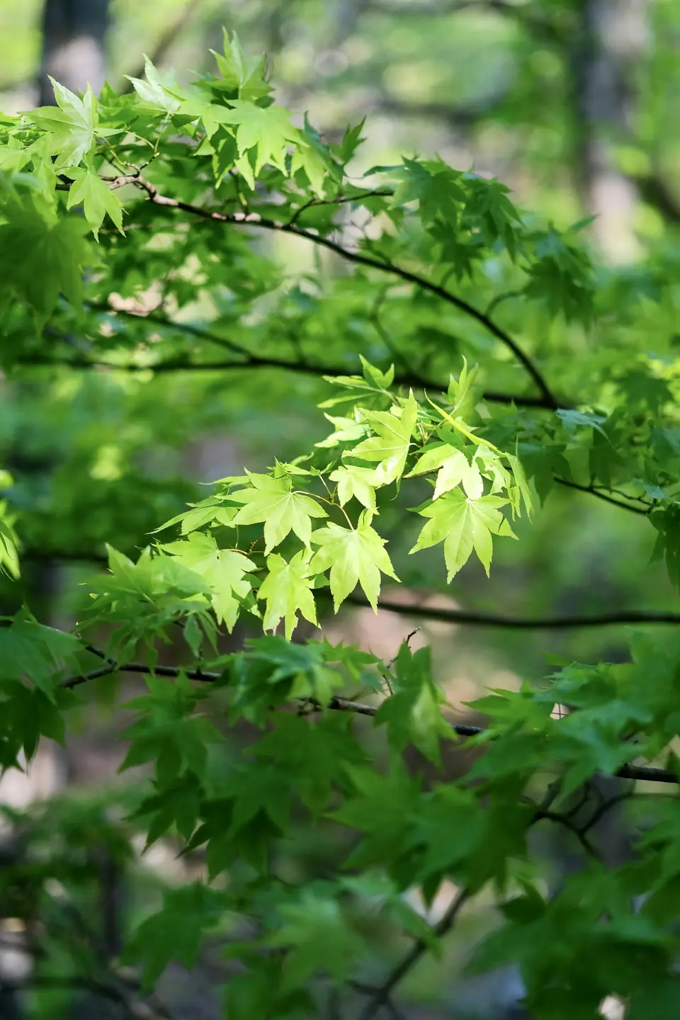Fresh green maple leaves backlit by the sun